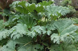 Gunnera manicata (Chilean Rhubarb)