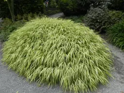 Hakonechloa macra 'Aureola' (Golden Japanese Forest Grass)