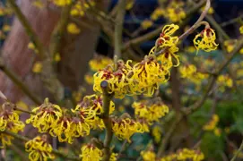 Hamamelis Arnold Promise