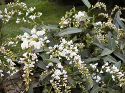 Hardenbergia 'Snow White'