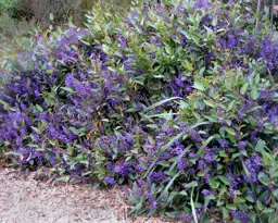Hardenbergia Happy Wanderer
