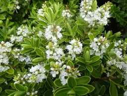 Hebe evenosa (Veronica evenosa)