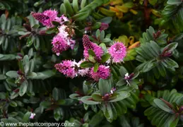 Hebe 'Flame' (Veronica 'Flame')