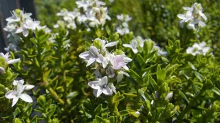 Hebe odora prostrata