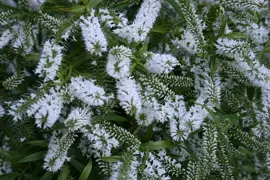 Hebe salicifolia (Koromiko)