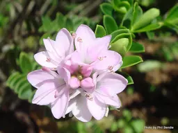 Hebe topiara (Topiary Hebe)