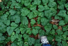 Hedera colchica (Persian Ivy)