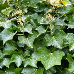 Hedera helix (English Ivy)