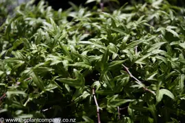 Hedera helix 'Needlepoint'