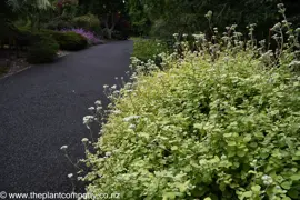 Helichrysum 'Limelight'