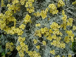 Helichrysum argyrophyllum