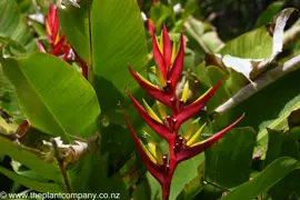 Heliconia subulata – Vibrant Tropical Focal Point for Subtropical Gardens