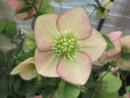 Helleborus 'Apricot Hybrid' (Hellebore)