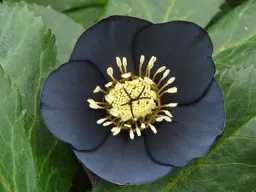 Helleborus 'Dark Hybrid'