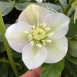 Helleborus White Hybrid (Hellebore)