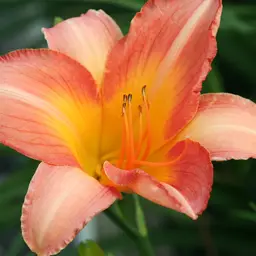 Hemerocallis Anna Warner (Anna Warner Daylily)