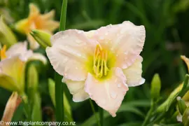 Hemerocallis Lullaby Baby (Lullaby Baby Daylily)