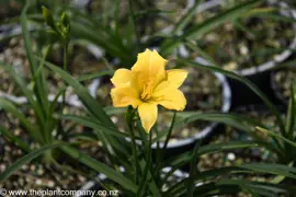 Hemerocallis 'Stella Bella' (Day Lily)