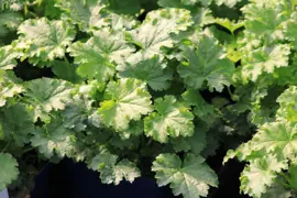 Heuchera Apple Crisp