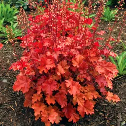 Heuchera Peach Crisp