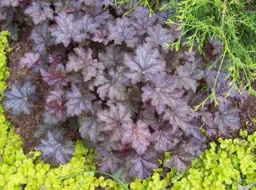 Heuchera 'Amethyst' (Coral Bells)