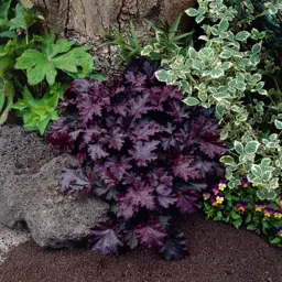 Heuchera 'Palace Purple'  (Coral Bells)