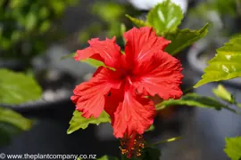 Hibiscus Psyche