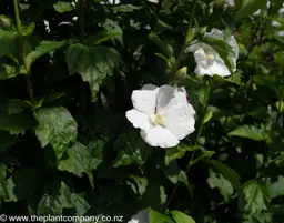 Hibiscus 'Snowdrift'