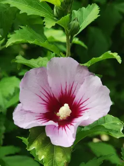 Hibiscus syriacus