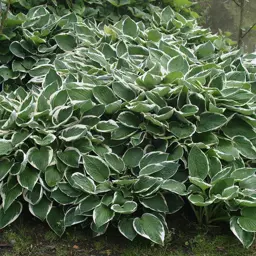 Hosta 'Francee'