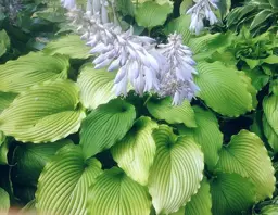 Hosta 'Golden Falls'