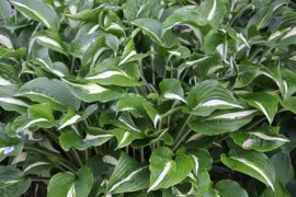 Hosta undulata 'univittata'