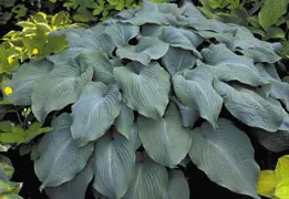 Hosta 'Blue Angel' (Plantain Lily)