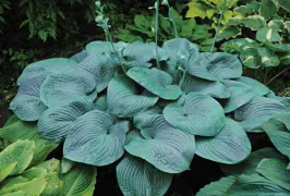 Hosta 'Blue Mammoth' (Plantain Lily)