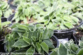 Hosta 'Dew Drop' (Plantain Lily)