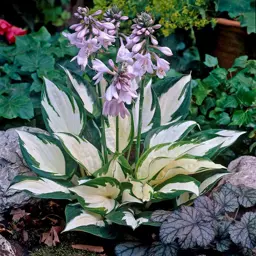 Hosta 'Fire and Ice' (Plantain Lily)