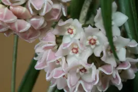 Hoya shepherdii