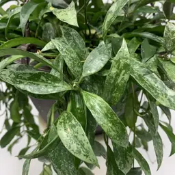 Hoya pubicalyx 'Splash'