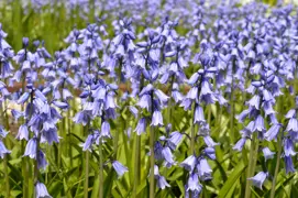 Hyacinthoides 'Bluebells Blue'