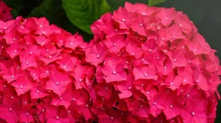 Hydrangea 'Charm'