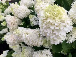 Hydrangea paniculata 'Grandiflora'