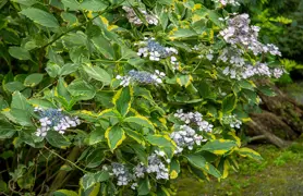 Hydrangea 'Lemon Wave'