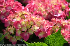 Hydrangea 'Leuchtfeuer'