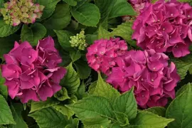 Hydrangea Madame Bardsee
