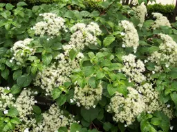 Hydrangea petiolaris (Climbing Hydrangea)