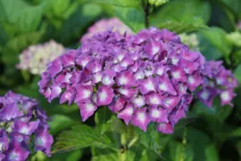 Hydrangea 'President R. Touchard'