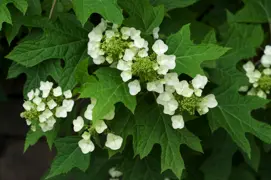 Hydrangea quercifolia