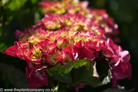 Hydrangea 'Raspberry Crush'