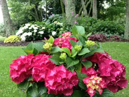 Hydrangea Saxon Red Dawn
