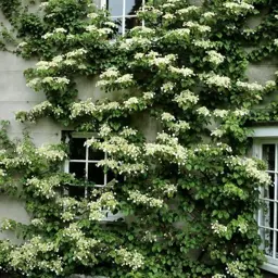 Hydrangea seemanii